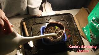 Indoor Vegetable Growing Experiment Transplanting Ping Tung Eggplant Growing Eggplants Indoors