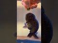 Feeding Goldfish Gel Food Mp3 Song