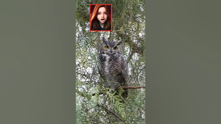 Dangerous Owl Sound 🦉 ( hooting )