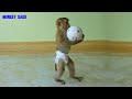 World Soccer Football | Monkey Kako Standing With Walk Holding Ball And Sleep Well