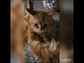 Funniest cats 2023 hi what are you doing cat