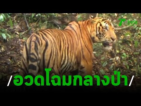 เปิดภาพเสือโคร่ง กลางป่า อช.แก่งกระจาน | 151162 | ข่าวเช้าไทยรัฐ