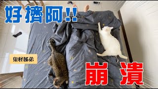 【豆漿  SoybeanMilk】好煩阿阿阿　太擠啦