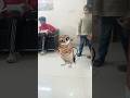 viral dancing owl play with viral baby girl fun with kids