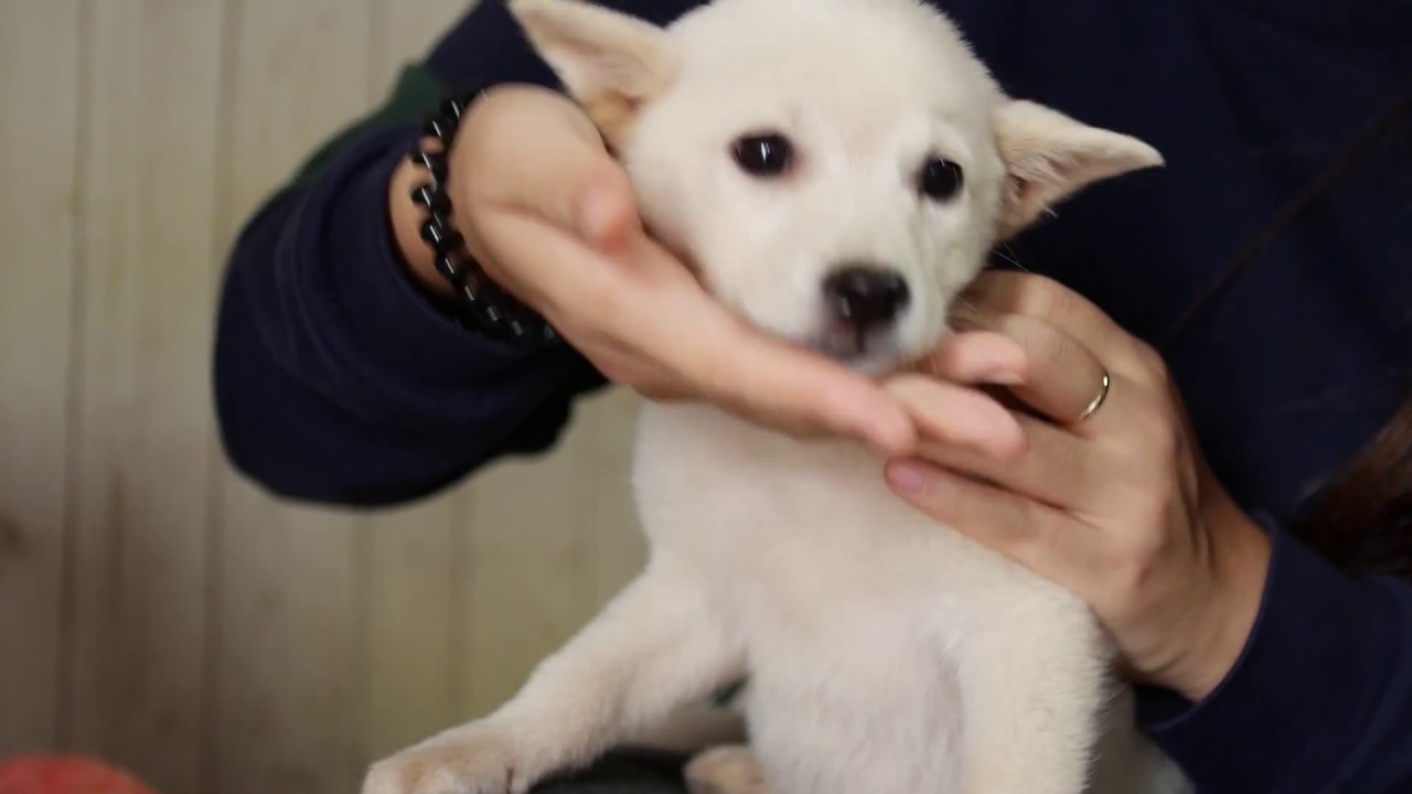 korean bbq near me Jeju dogs' bath time