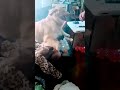 mama's boy dog