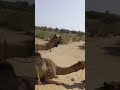 مسارات المشي تجربة الإبل في سفاري الصحراء سيمفونية السفاري التناغم مع رفاق الإبل 