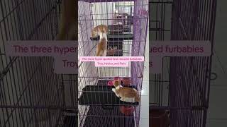 #furbabies #puspin #rescuedkittens #troy #hector #paris