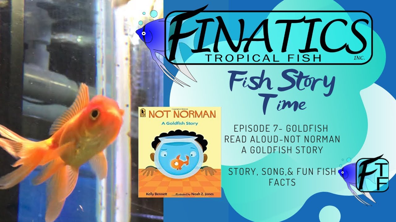 Finatics Fish Story Time Episode 7 Not Norman, Gold Fish, Mr Sun YouTube