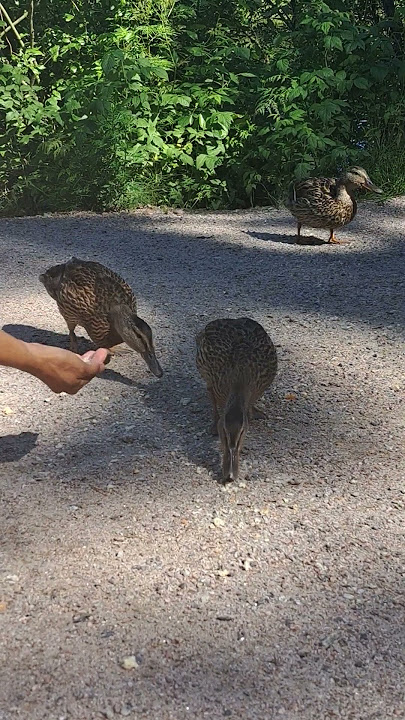 Happy #ducks #birds #lintu #ibon #duckling #duck #birdwatching #birdsounds #birdslover #shorts