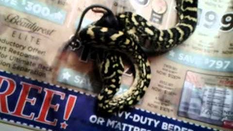 Feeding my jungle carpet python