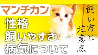 マンチカンの飼い方と性格 注意点！多頭飼いはどう？猫の種類や特徴を知っておこう！