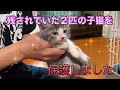 なんと！子猫2匹が残されてました！住民の方が保護してくれました！【Kittens rescued】
