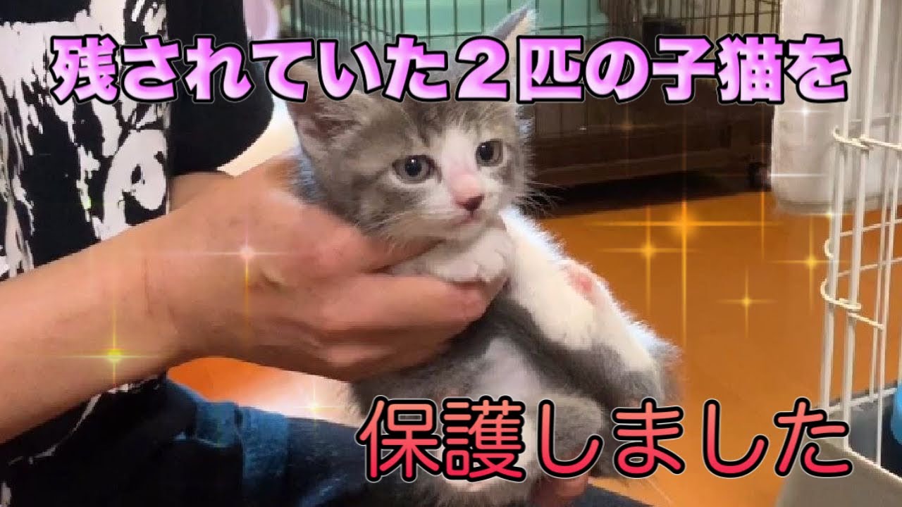 なんと 子猫2匹が残されてました 住民の方が保護してくれました Kittens Rescued Youtube