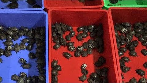 Rùa nước giá rẻ