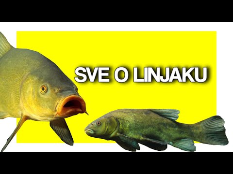 Video: Zašto se linjak naziva riba doktorica?