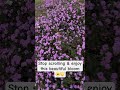 🌸✨ Watch this beautiful bloom and relax.”#flowers #nature #reels #peaceful #beautyofnature #calm