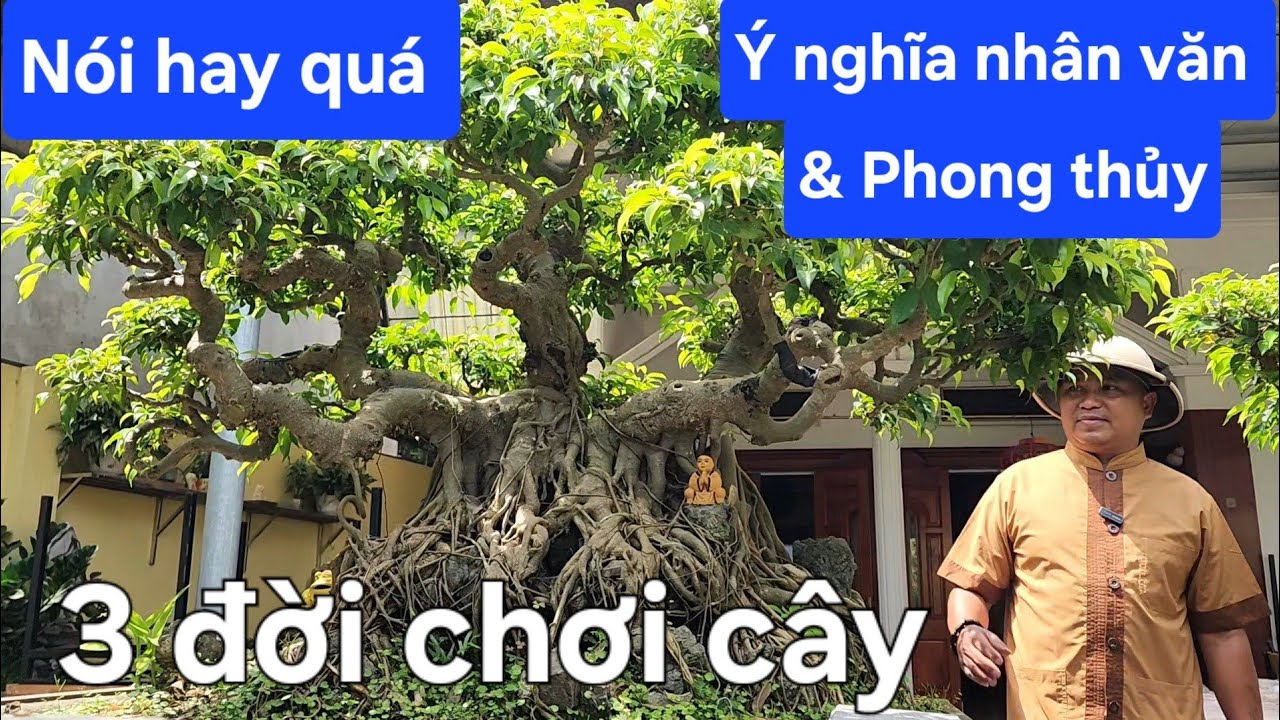 Ý nghĩa nhân văn và phong thủy trong cây cảnh nghệ thuật !..