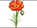 Online Class: Winsor & Newton® Cotman® Watercolor Orange Poppy | Michaels