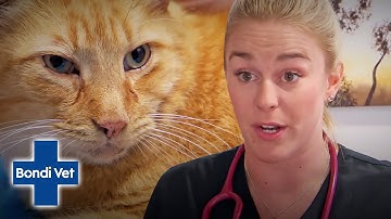 Cat Attacked By Two Huskies Suffers Painful Wounds | Bondi Vet