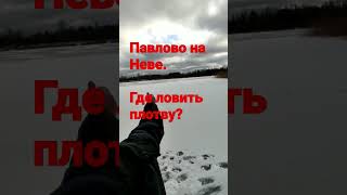 Где ловить плотву? #павлово на Неве #плотва #гделовить