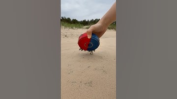 Magnet on the Beach. Found Tiny Metal Shavings