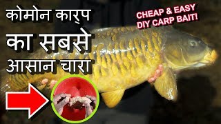 कोमोन कार्प का सबसे आसान चारा Amazing DIY Asian Best Common Carp Bait Rig Setup screenshot 3