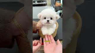Do You Like Such A Cute Bichon Frize? Small Bichon Frize Cute Pet Recommendation Officer Cute Flyin