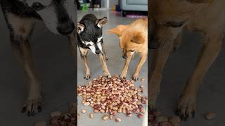 AS BRINCADERAS MAIS TONTAS #1 #pets #cachorro