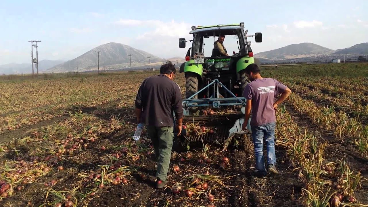 ΕΞΑΓΩΓΗ ΚΡΕΜΜΥΔΙΟΥ ΜΑΥΡΟΔΕΝΔΡΙ 2014