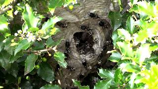 Bald Faced Hornet HUGE Nest removal Wasp Nest