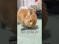 【うさぎあるある】密かに苦手なおやつを克服している時【ネザーランドドワーフのコッペ】#ネザーランドドワーフ #うさぎ #うさぎのいる暮らし #ウサギ #うさぎのいる生活 #shorts