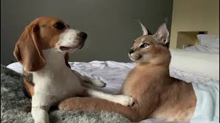 Roo the caracal  staring contest with Bessie the beagle