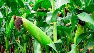 видео Выращивание кукурузы в домашних условиях: технологии
