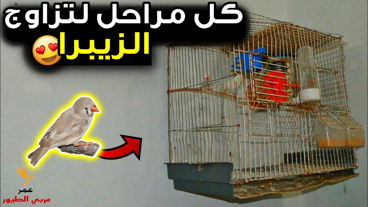 مراحل تزاوج الزيبرا من البداية حتى لنهاية #2