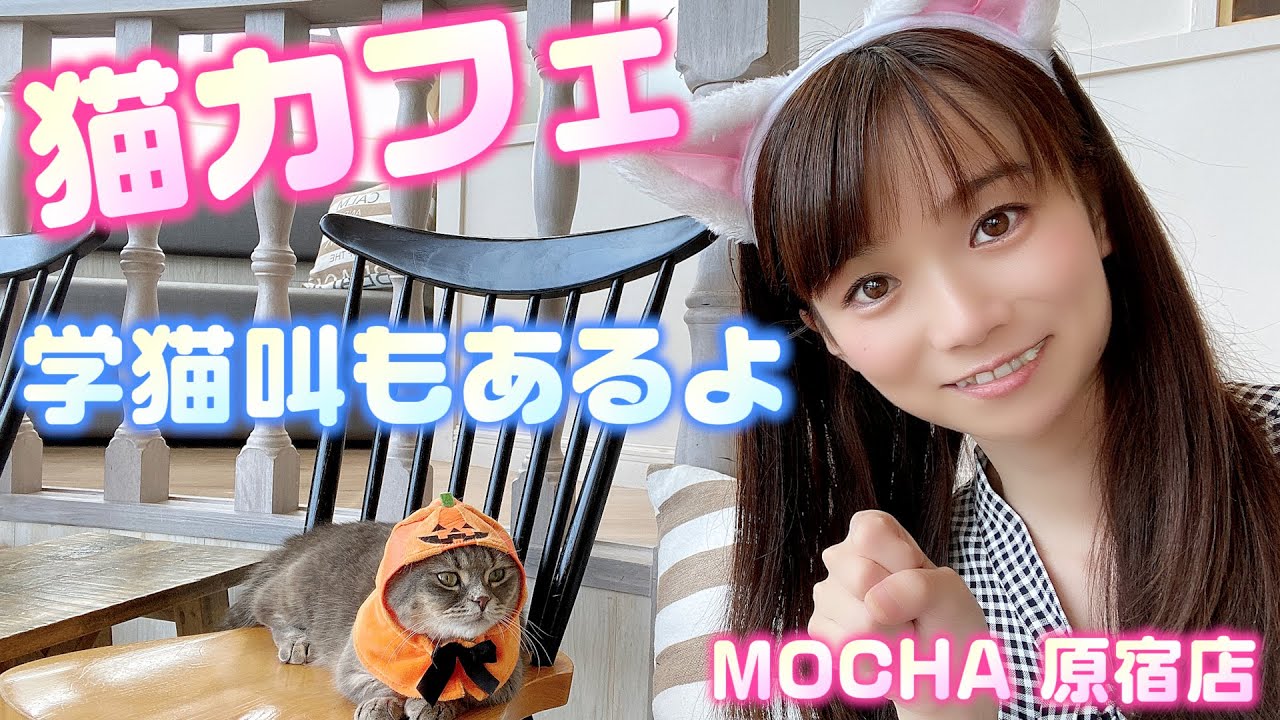 猫カフェ 今日から猫カフェに就職 猫ちゃんと2shotを目指せ 学猫叫 Youtube 猫カフェ 今日から猫カフェに就職 猫ちゃんと2shotを目指せ 学猫叫 Youtube