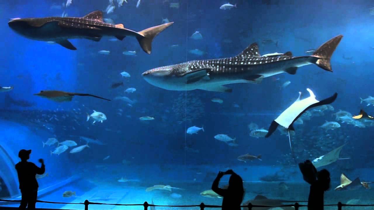小澤忠恭 A Nex 5 沖縄美ら海水族館 Okinawa Aquarium Youtube