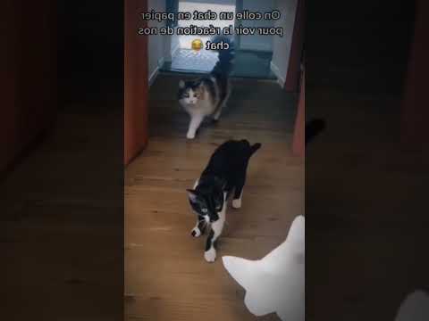 Broma GATUNA‼️CON GATO