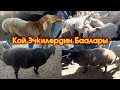 Халмион Мал Базар | Кой Эчкилердин Баалары | Кадамжай Медиа