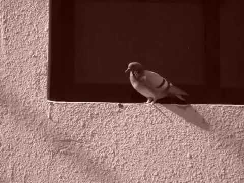 ناظم الغزالي أقول وقد ناحت بقربي حمامة