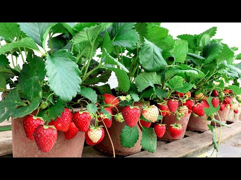 Video: Har everweet jordbær løbere?