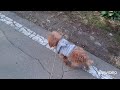 犬の服 犬服の店 ドッグウェア おしゃれな犬の服 ペット服 チワワの服 トイプードルの服 ペット用品店