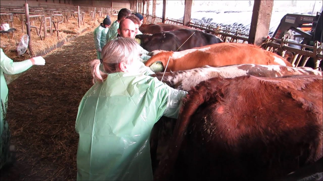 formation Insémination par l'éleveur