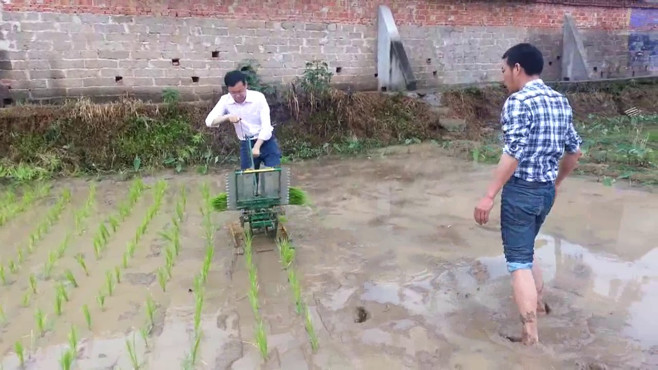 Two row manual rice transplanter