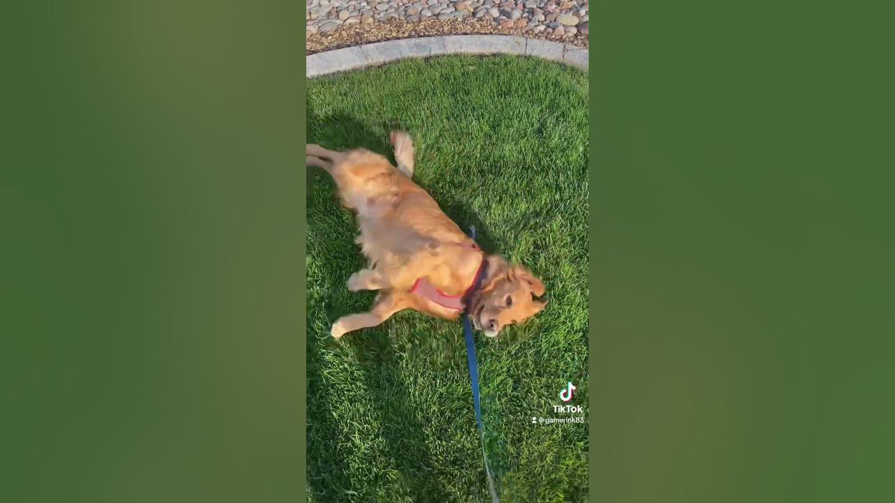 Funny Golden Retriever TikTok Dog Video YouTube funny-golden-retriever-tiktok-dog-video-youtube