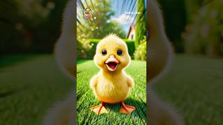 Adorable Moment Pipi The Duckling Pets A Cute White Kitten