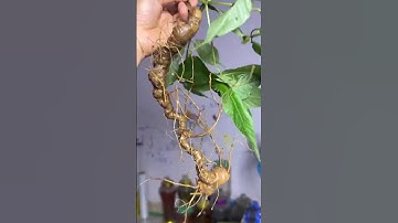 củ sâm rừng 100gr, gần 25 mắt sâm, xít soát 30 năm cư ngụ trong rừng già  #sâm_ngọc_linh_rừng