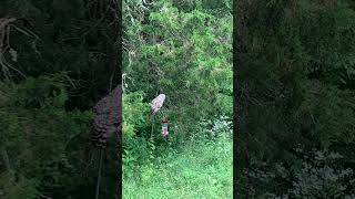 Barred Owl #shorts