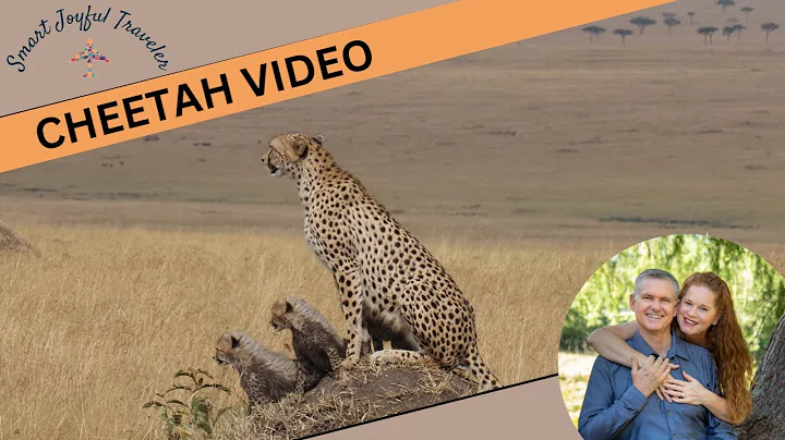 Cheetah Risasi and her 4 cubs - Masai Mara July 30...