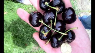 New Zealand Fruit And Berry Production Program Avi
